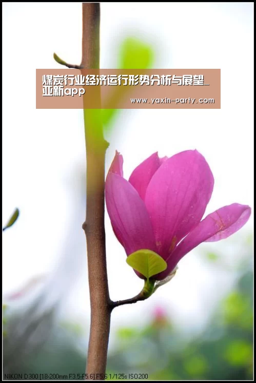 煤炭行业经济运行形势分析与展望_亚新app(图3) 亚新体育